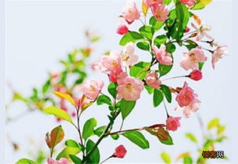 种西瓜用什么肥料又大又甜