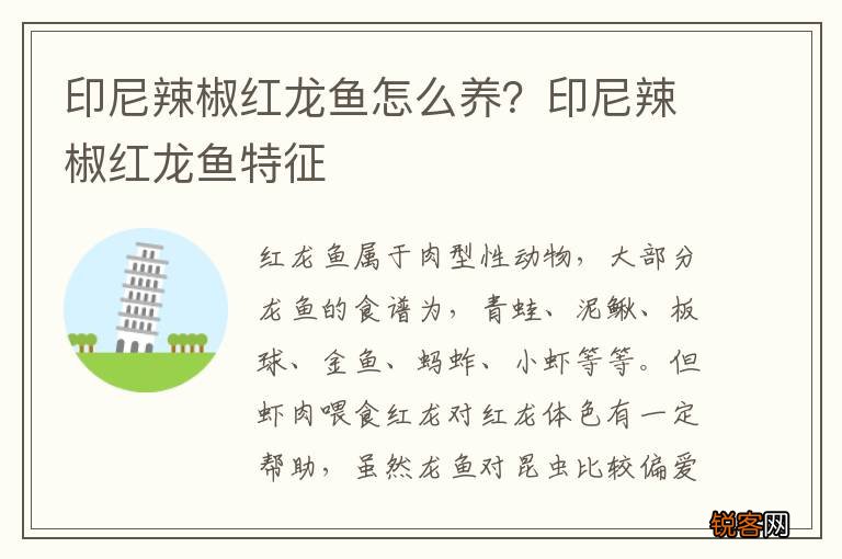 印尼辣椒红龙鱼怎么养？印尼辣椒红龙鱼特征