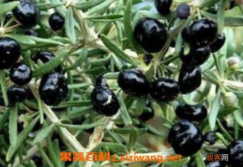 黑枸杞子的作用与功效