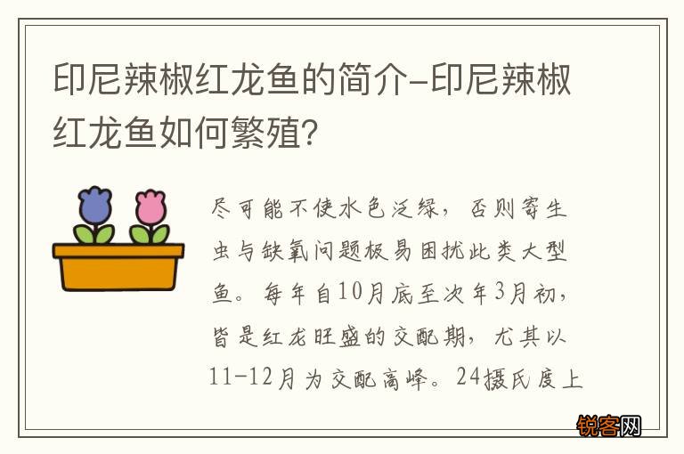 印尼辣椒红龙鱼的简介-印尼辣椒红龙鱼如何繁殖？