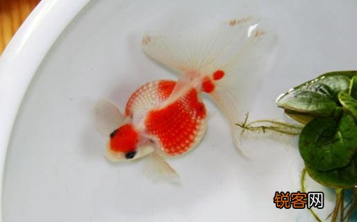 珍珠金鱼怎么养？珍珠金鱼喂食方法