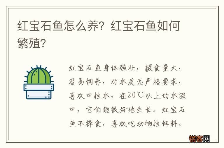 红宝石鱼怎么养？红宝石鱼如何繁殖？