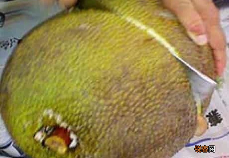菠萝蜜快速催熟妙招