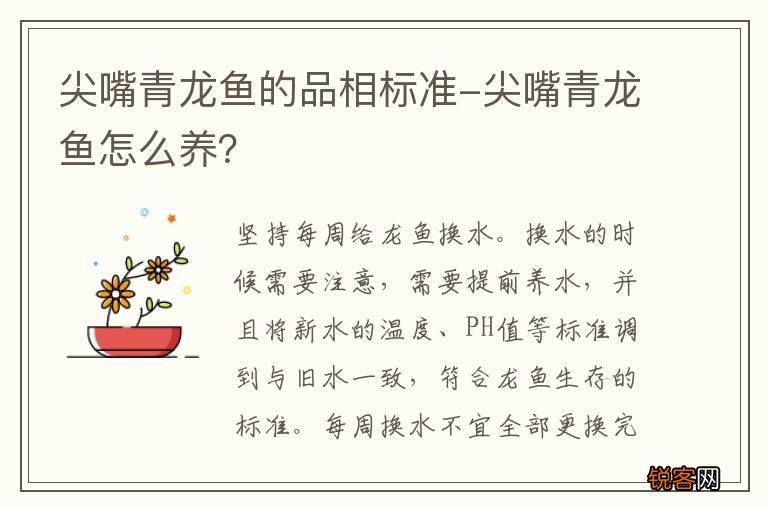 尖嘴青龙鱼的品相标准-尖嘴青龙鱼怎么养？