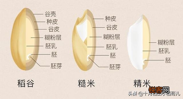 什么是糙米,与普通大米的营养有什么区别?