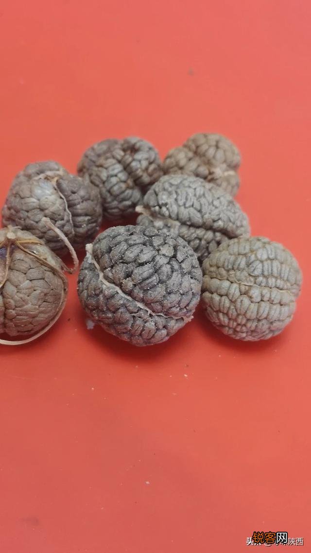 四川卤水中的老蔻、草蔻、红蔻、白蔻、豆蔻、肉蔻等各有什么特性？怎么用？