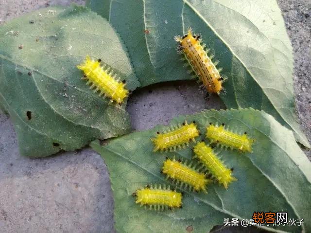农村树上有一种小罐子,老人们都喊它“雀瓮”,为什么现在能卖到200元一斤?