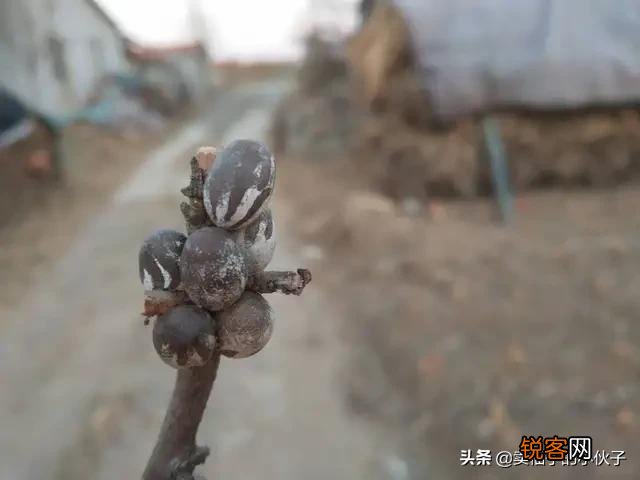 农村树上有一种小罐子,老人们都喊它“雀瓮”,为什么现在能卖到200元一斤?