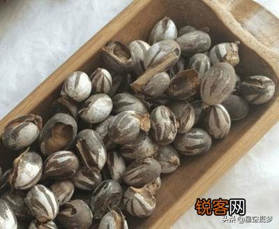 农村树上有一种小罐子,老人们都喊它“雀瓮”,为什么现在能卖到200元一斤?
