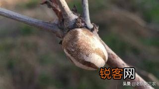 农村树上有一种小罐子,老人们都喊它“雀瓮”,为什么现在能卖到200元一斤?