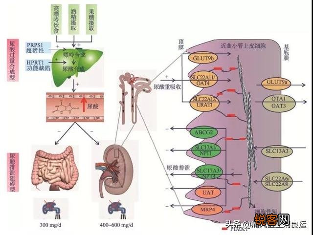 痛风能吃豆腐吗？