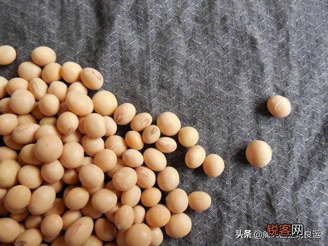 痛风能吃豆腐吗？