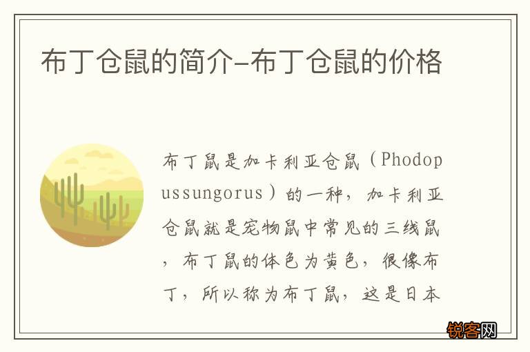 布丁仓鼠的简介-布丁仓鼠的价格