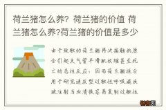 荷兰猪怎么养？荷兰猪的价值 荷兰猪怎么养?荷兰猪的价值是多少