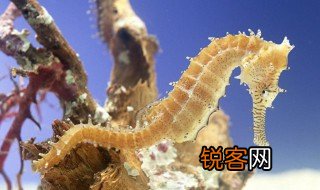 海马效应为什么叫海马效应 海马效应产生的原因