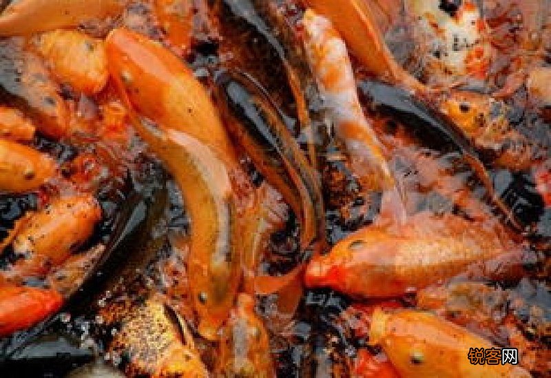 鲤鱼苗吃什么食物