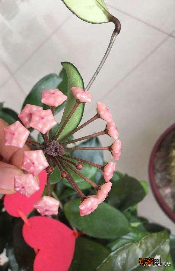 球兰哪个品种开花最香？