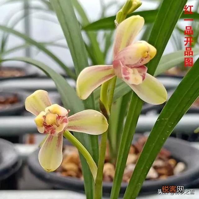 哪种兰花价格不贵复花快,开花多又香呢？