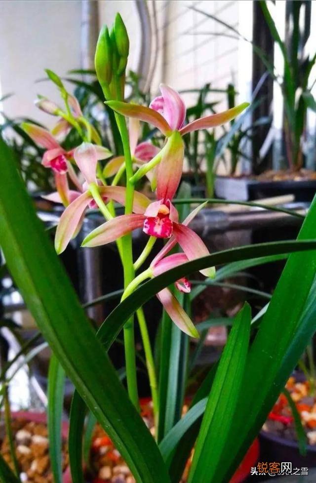 哪种兰花价格不贵复花快,开花多又香呢？