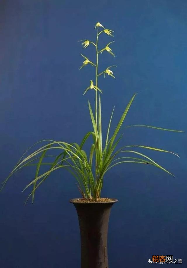 哪种兰花价格不贵复花快,开花多又香呢？