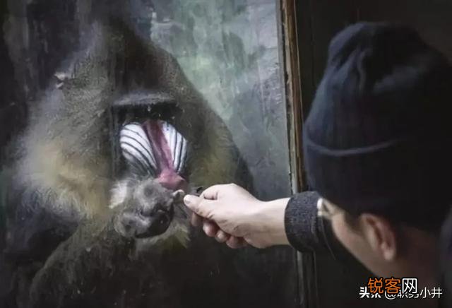 古语有云“宁遇豺狼,不遇山魈\＂？山魈是什么,为何让人如此忌惮？
