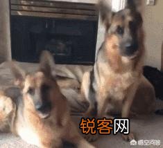 有什么大型犬特别护主吗？