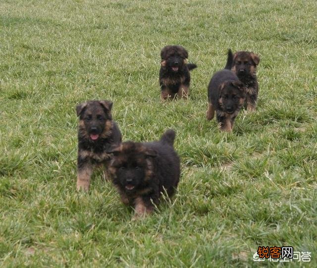 有什么大型犬特别护主吗？