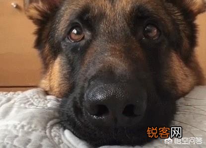有什么大型犬特别护主吗？