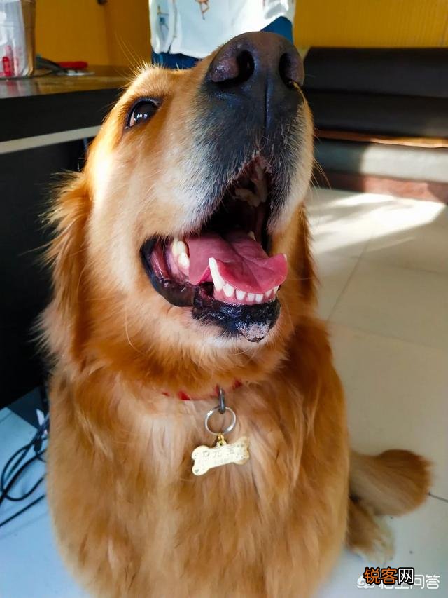 有什么大型犬特别护主吗？