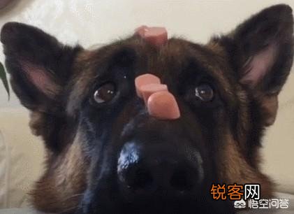 有什么大型犬特别护主吗？