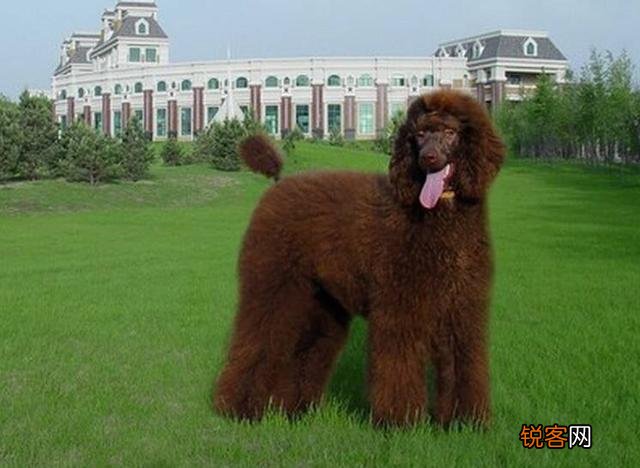 貴賓犬大種有哪些？