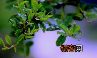 春雨绵绵是什么意思 春雨绵绵的意思介绍