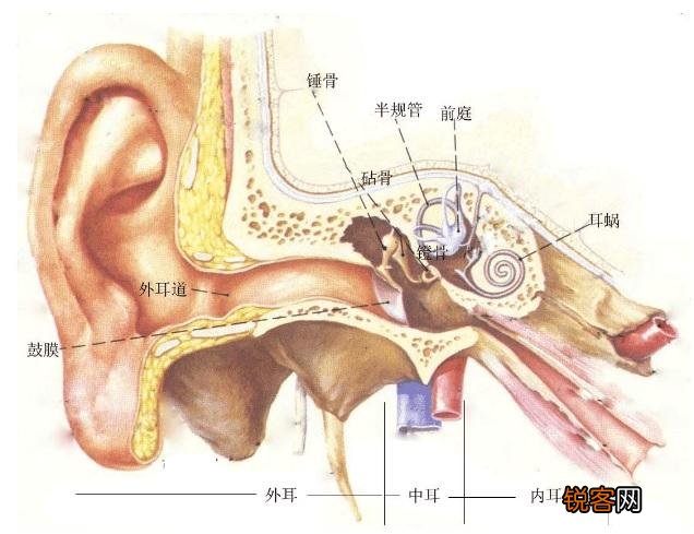 怎样用耳才科学？科学用耳的小知识有哪些？