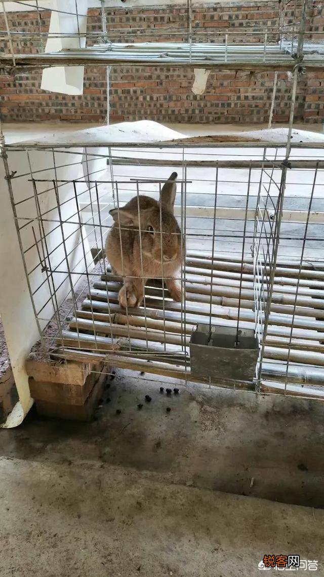 建一千只母兔养殖场需要多少钱？