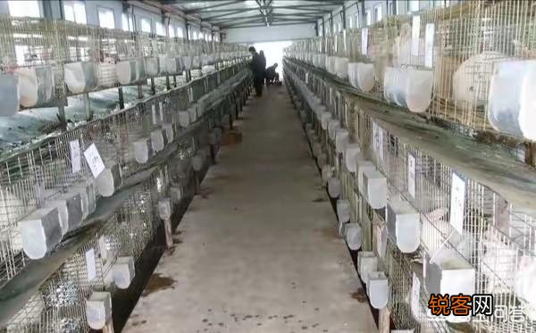 建一千只母兔养殖场需要多少钱？