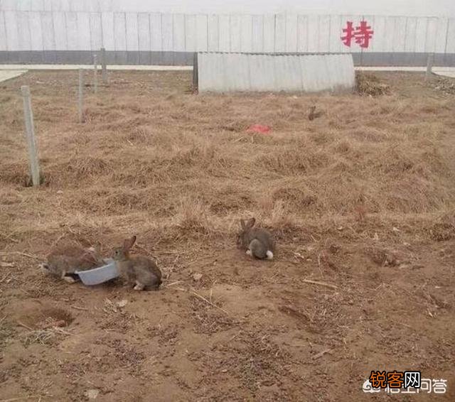 想养殖1000只野兔,需要投资多少钱？需要多大的山林面积？