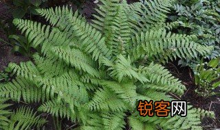 蕨类植物手抄报内容 蕨类植物简单介绍