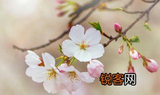 年年岁岁花相似岁岁年年人不同 年年岁岁花相似岁岁年年人不同是什么意思