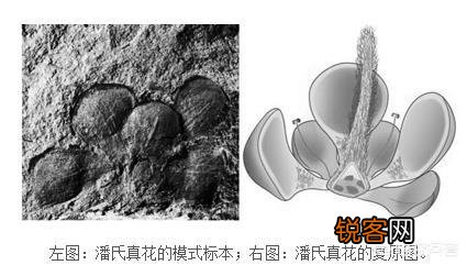 被称为活化石的植物有哪些？