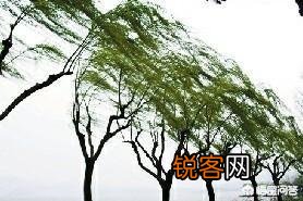 唐诗《春晓》在描写景物上的特点是什么？