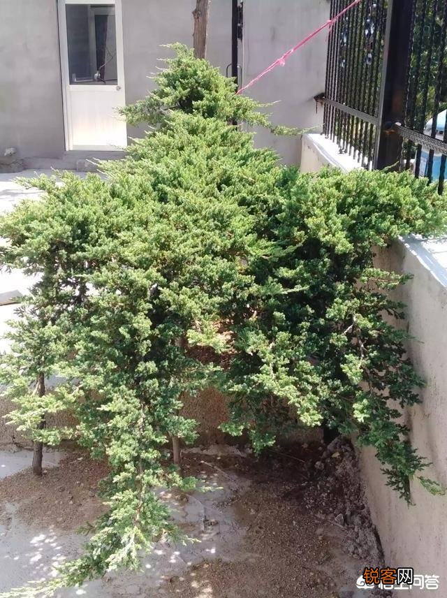 唐诗《春晓》在描写景物上的特点是什么？