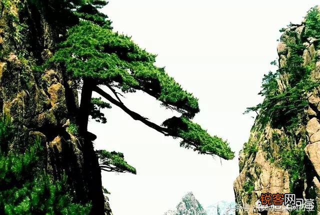唐诗《春晓》在描写景物上的特点是什么？