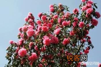 今年的春节特别红,全球都亮起了“中国红”,你“红”了吗？