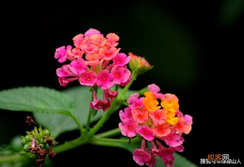马缨丹什么时候开花