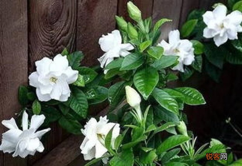 栀子花可以吃吗 新鲜栀子花的吃法有哪些