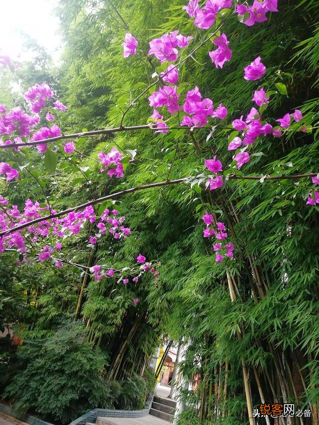 大林寺桃花的简要诗意？