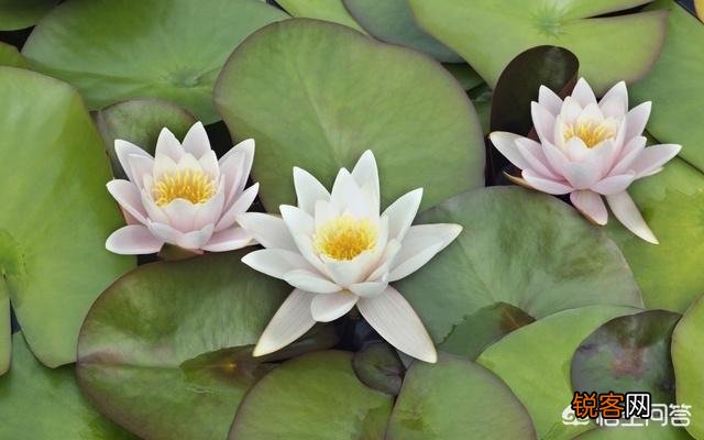 王国维人生三境界是成功学吗？