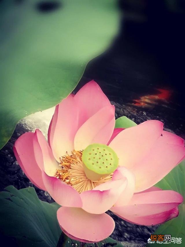 王国维人生三境界是成功学吗？