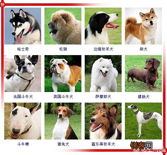 现存的狗狗有450多种,常见的有哪些呢？