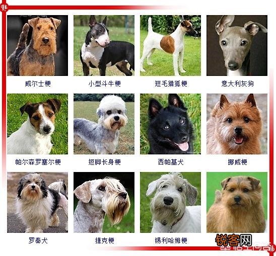 现存的狗狗有450多种,常见的有哪些呢？